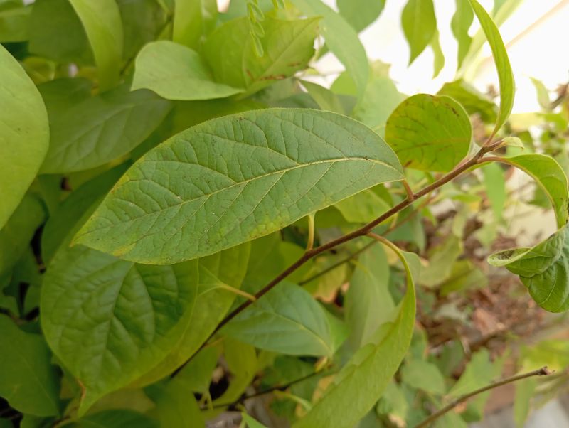 Diospyros virginiana